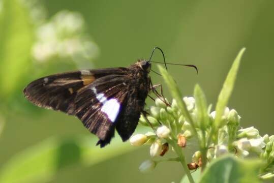 Image of Silver-spotted Skipper