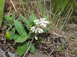 Image of Schizoglossum elingue subsp. elingue