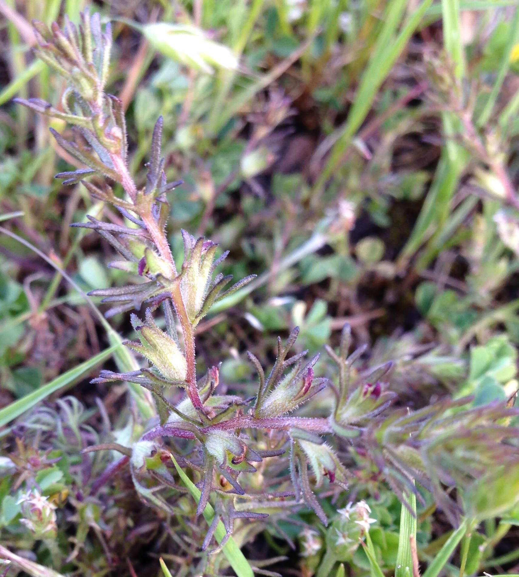 Image of dwarf owl's clover