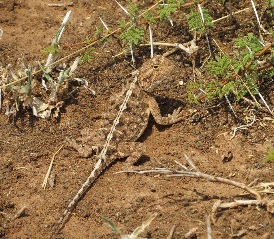 Image of Ground Agama