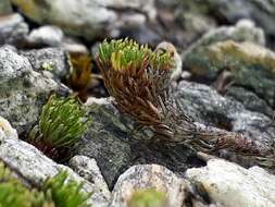 Image of Leptinella goyenii (Petrie) D. G. Lloyd & C. J. Webb