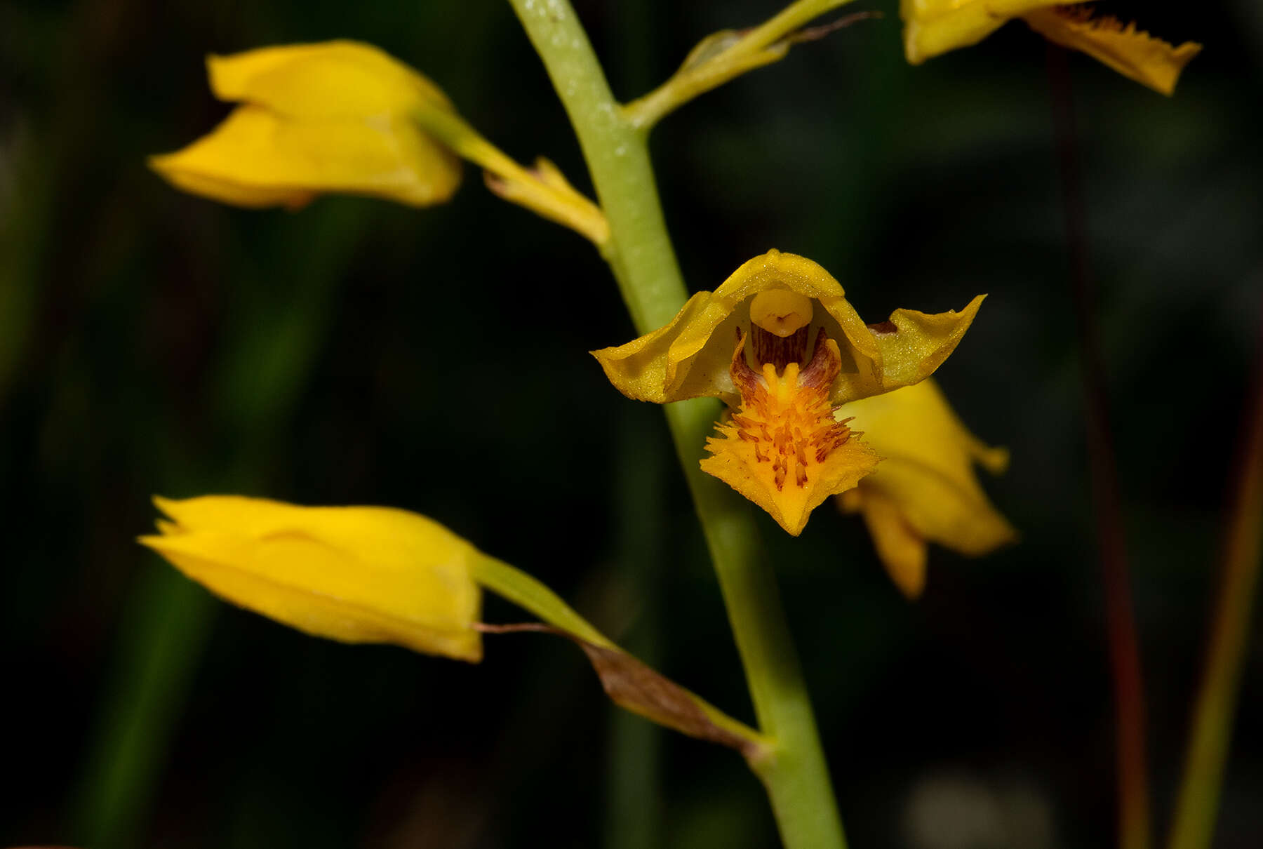 Image of Eulophia odontoglossa Rchb. fil.