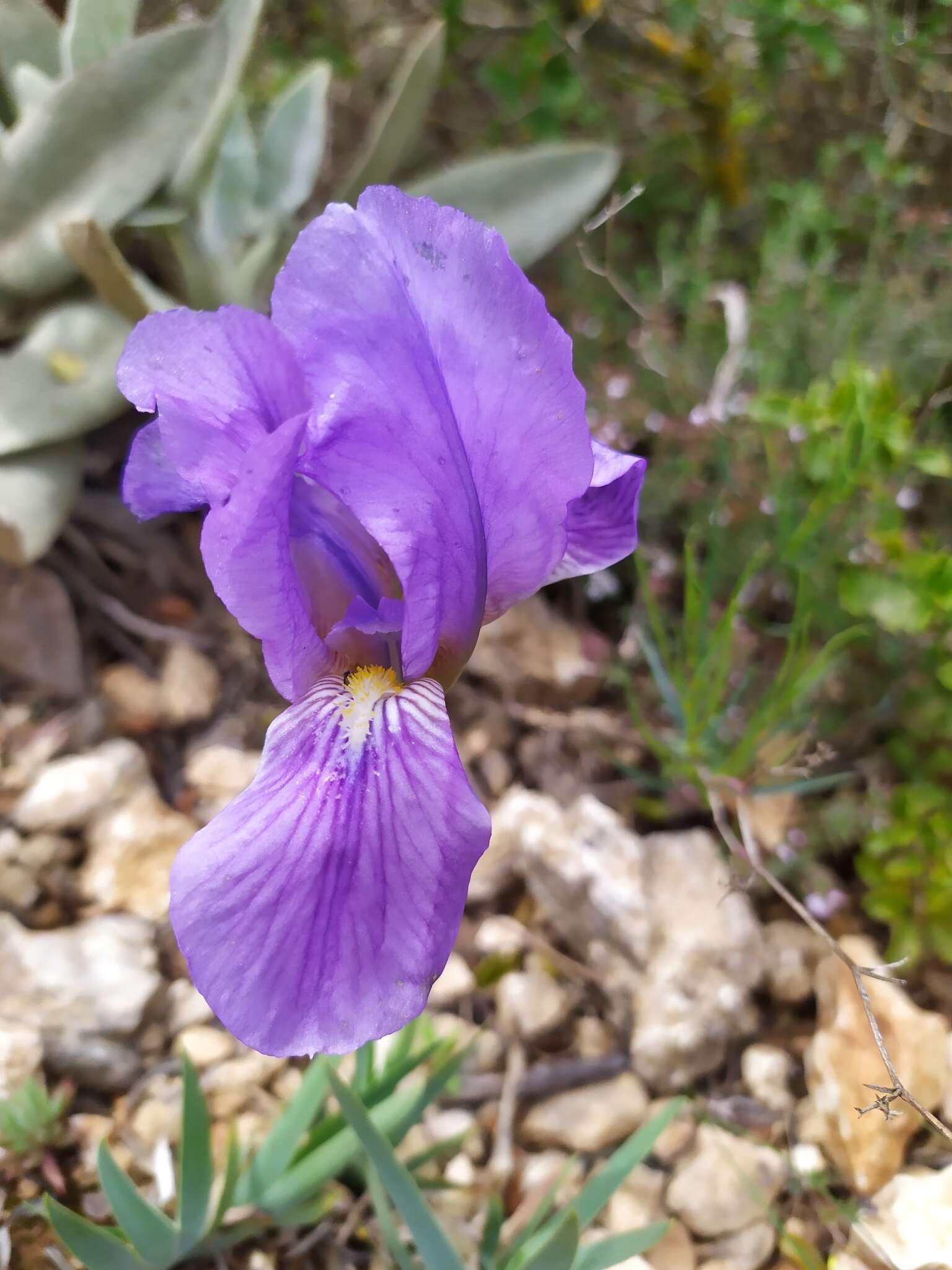 Слика од Iris lutescens Lam.