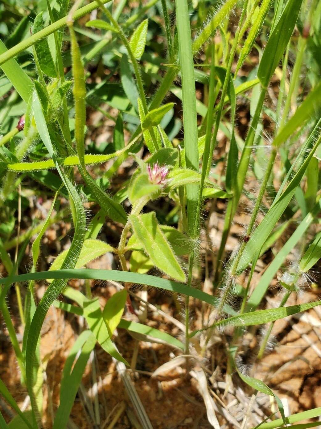 Image of Nelsia quadrangula (Engl.) Schinz