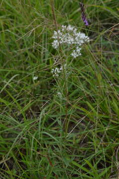 Sivun Eupatorium hyssopifolium L. kuva