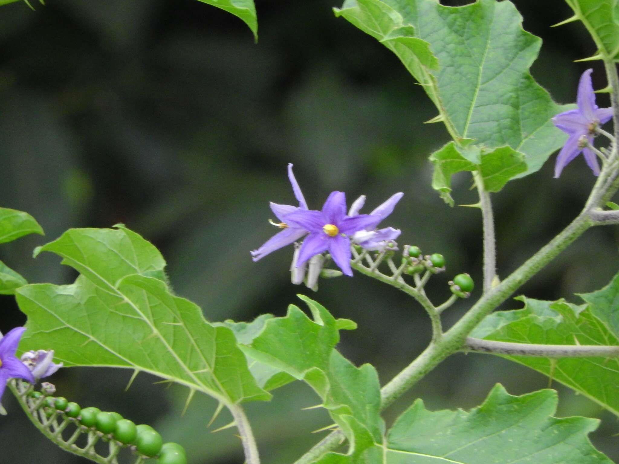 Solanum tricuspidatum Rich. ex Dun. resmi