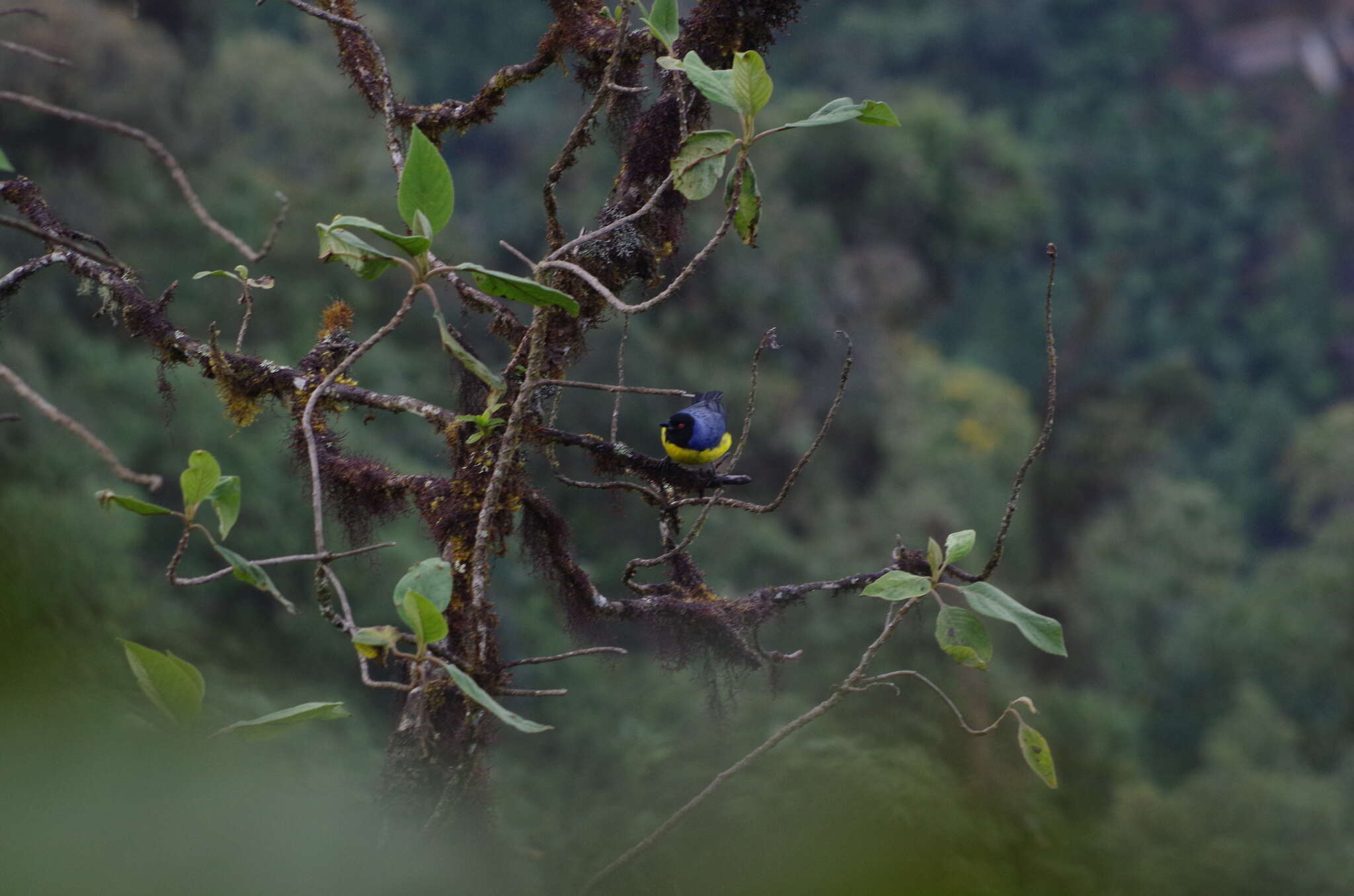 Image of Hooded Mountain Tanager