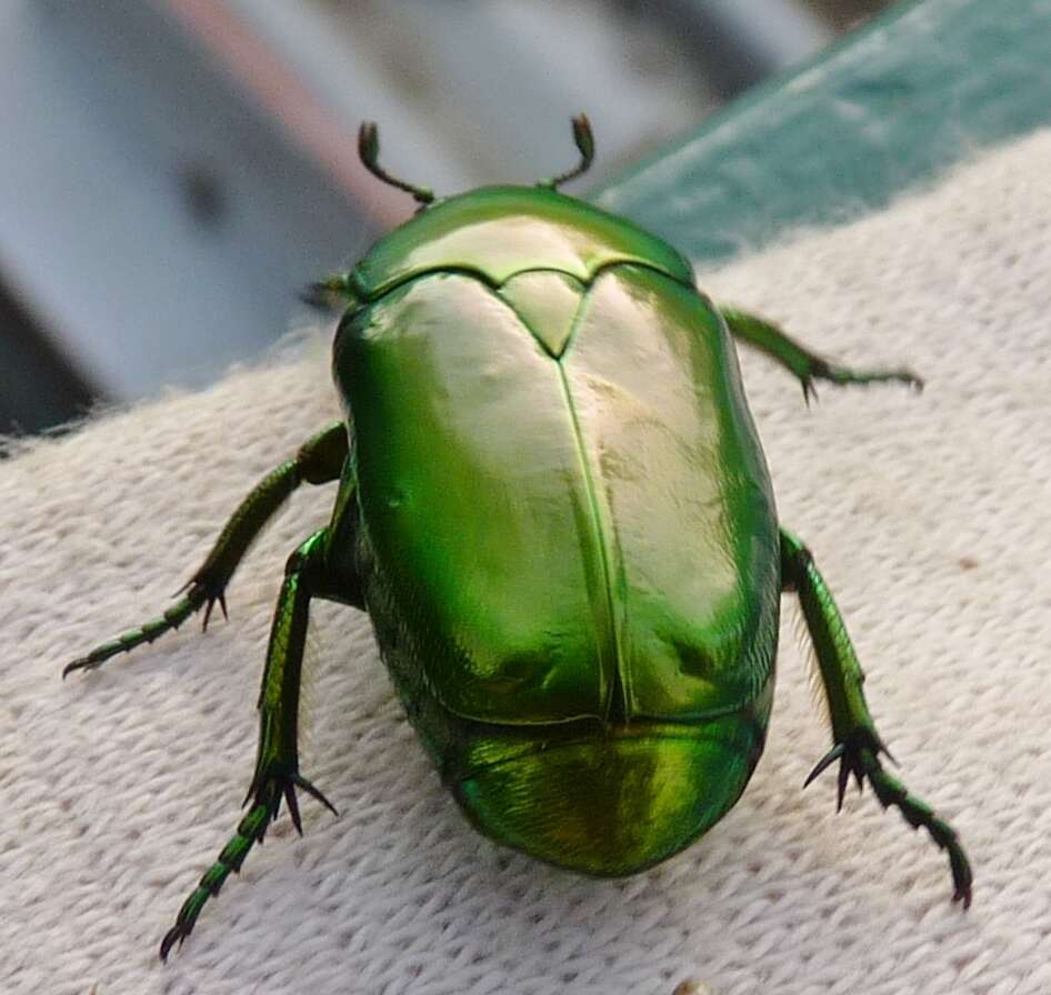 Imagem de Hemipharis insularis (Gory & Percheron 1833)