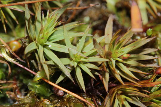 Image of pogonatum moss