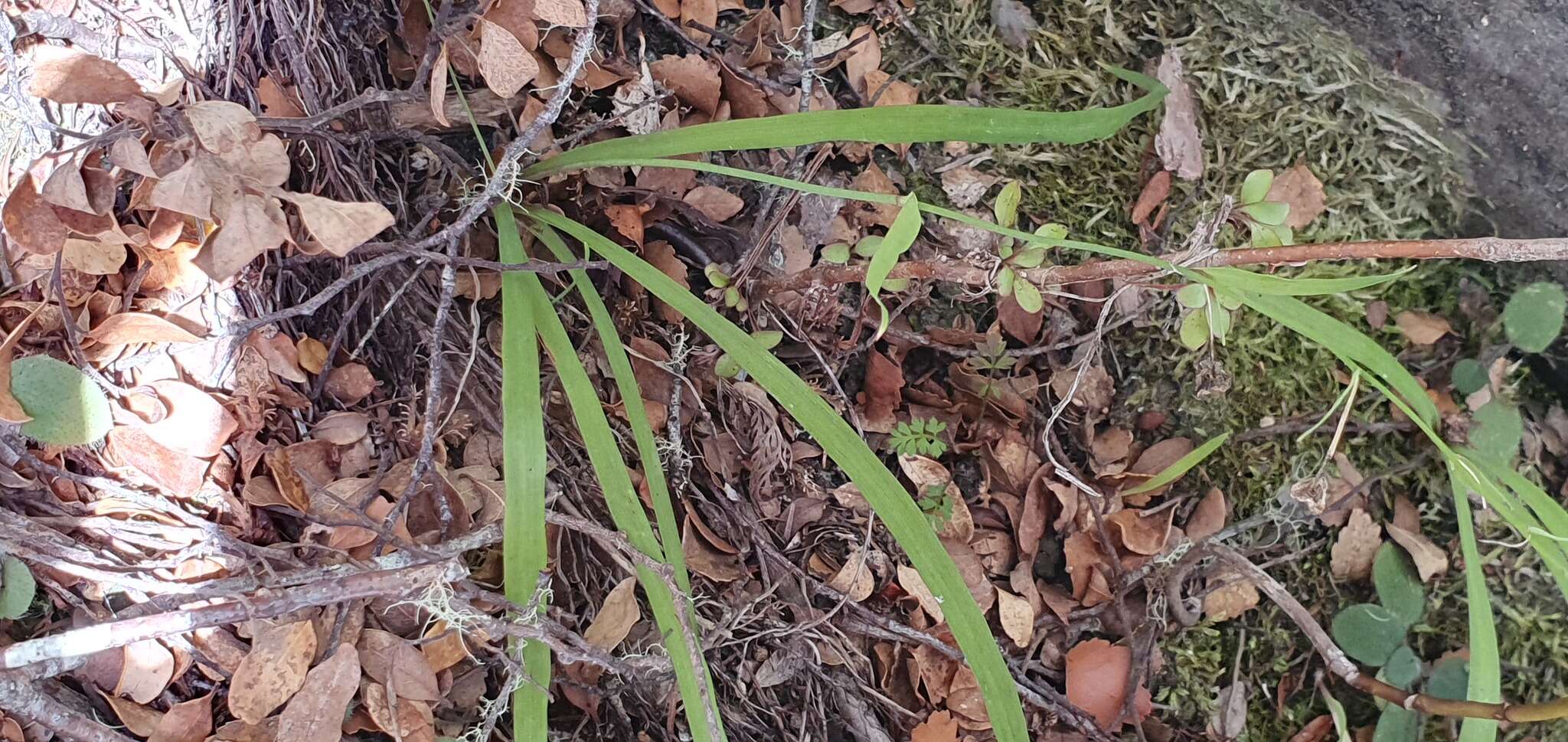 Image of Arthropodium candidum Raoul