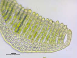 Image of pogonatum moss