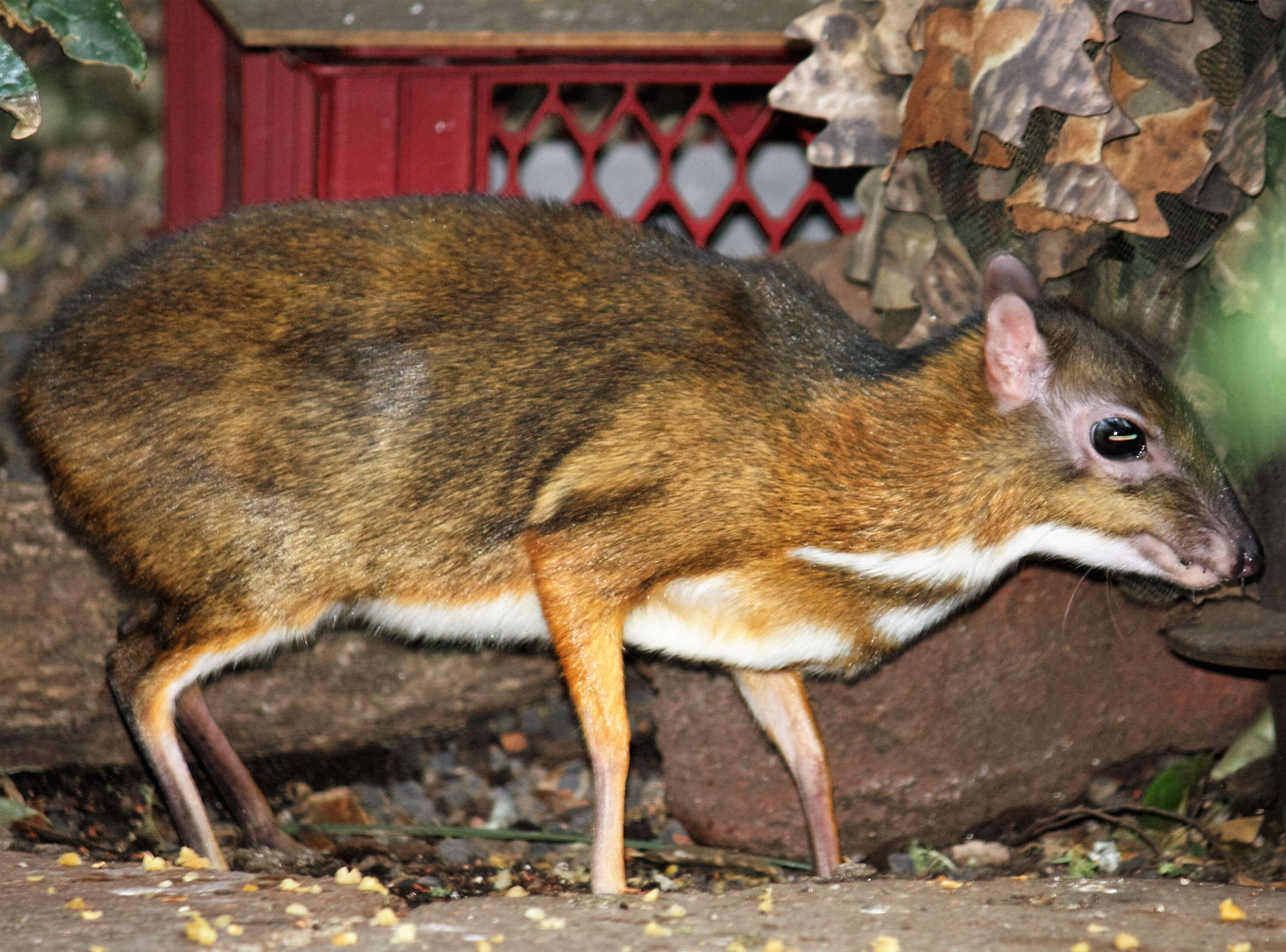 Image of Lesser Mouse-deer