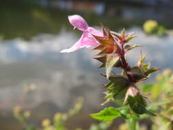 Image of Hedge-nettle