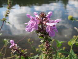 Слика од Stachys palustris L.