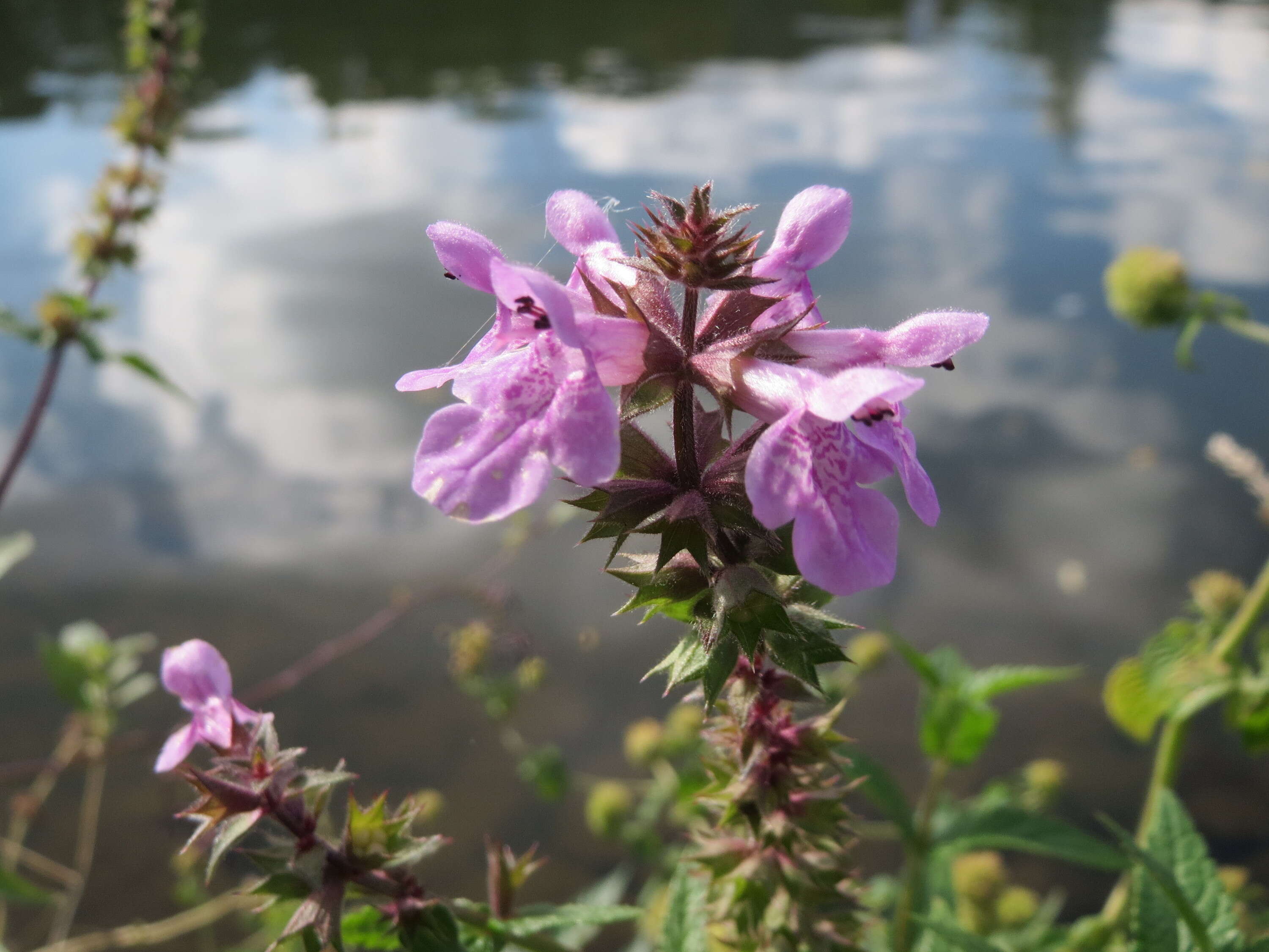 Слика од Stachys palustris L.