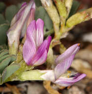 Imagem de Astragalus iodanthus var. iodanthus