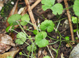 Imagem de Hydrocotyle novae-zealandiae var. robusta (Kirk) Cheesem.