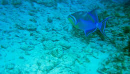 Image of Triggerfish