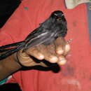 Image of Black Fantail