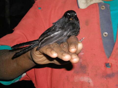 Image of Black Fantail