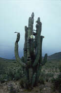 Image of Trichocereus tacaquirensis