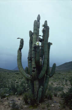 Trichocereus tacaquirensis的圖片