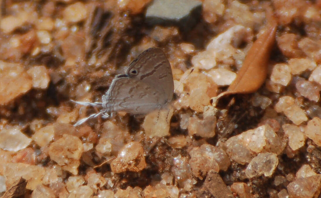 Imagem de Leptomyrina hirundo (Wallengren 1857)