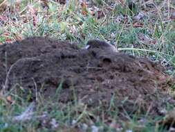 Image of Eastern Mole Vole