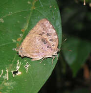 Image de Arhopala anthelus (Westwood (1852))