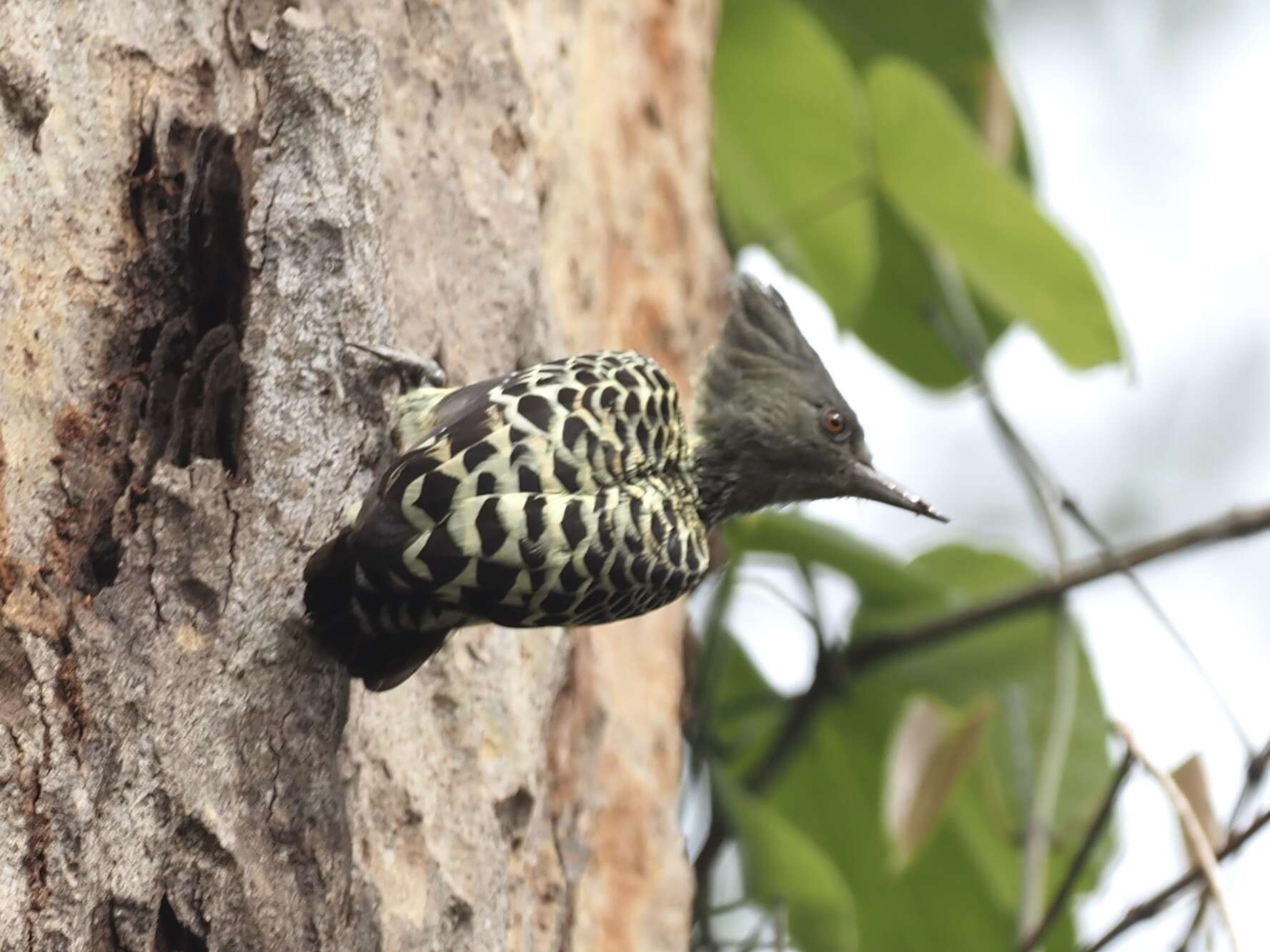 Image of Grey-and-buff Woodpecker