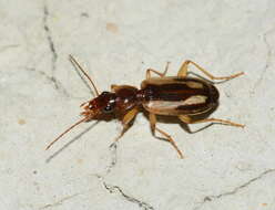 Cymindis (Cymindis) decora Fischer von Waldheim 1829的圖片