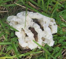 Image of basket fungi