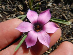 Image of Romulea tetragona M. P. de Vos