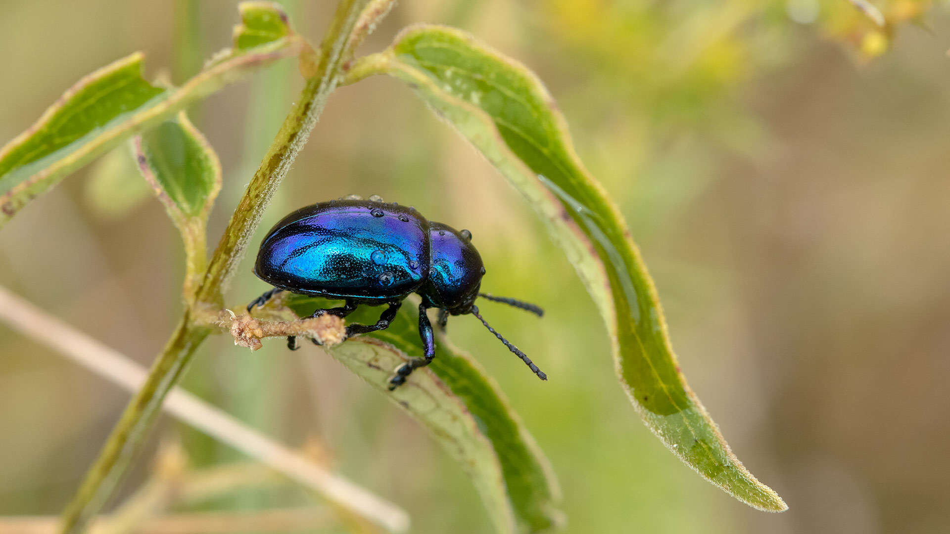 Image of <i>Chrysochus asclepiadeus</i>