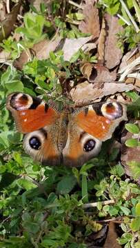 Imagem de Aglais io geisha (Stichel 1908)