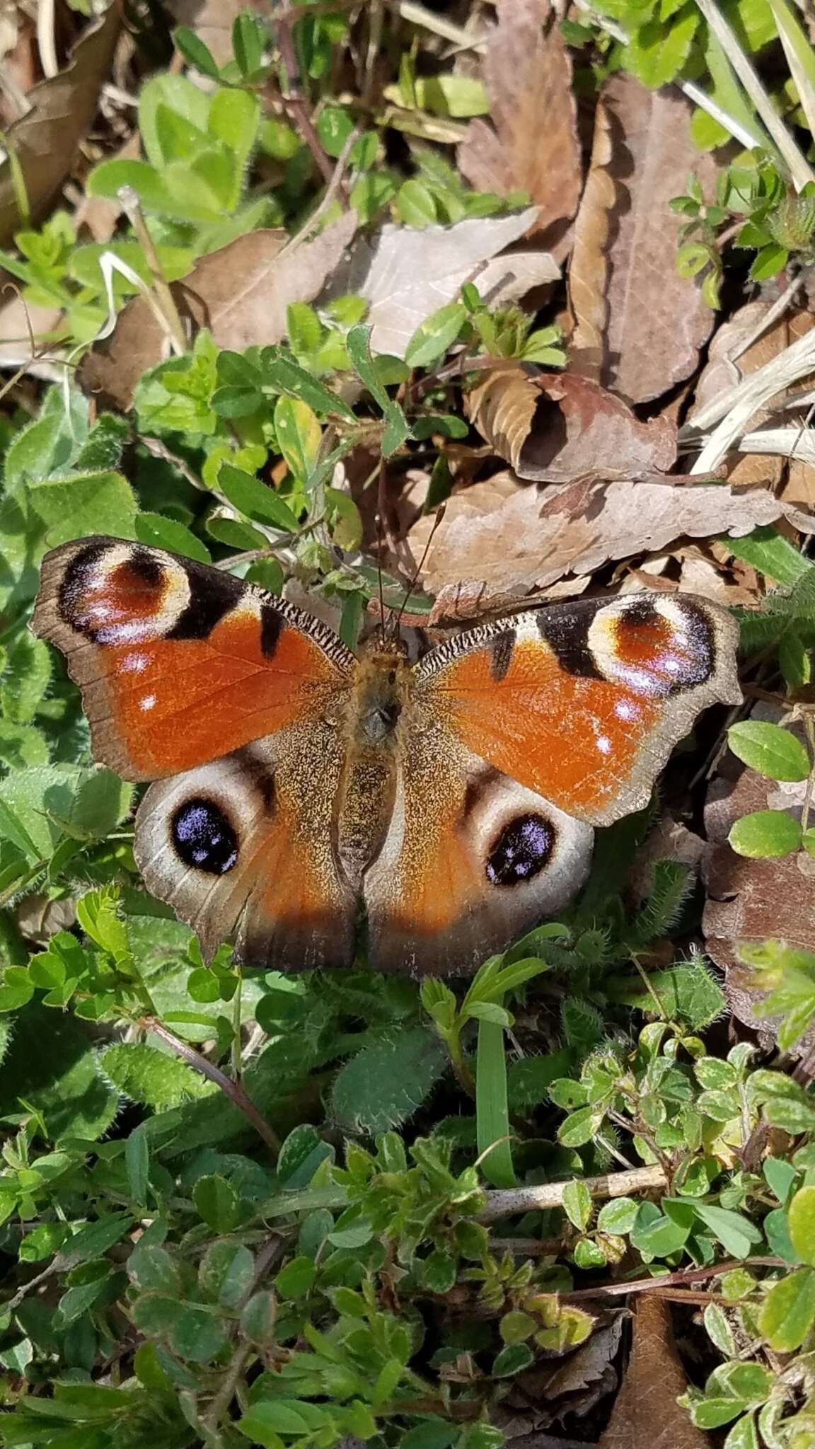 Image of Aglais io geisha (Stichel 1908)