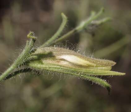 Image of hairy bird's beak