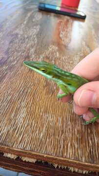 Слика од Anolis maynardii