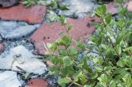 Image of Water-Wisteria