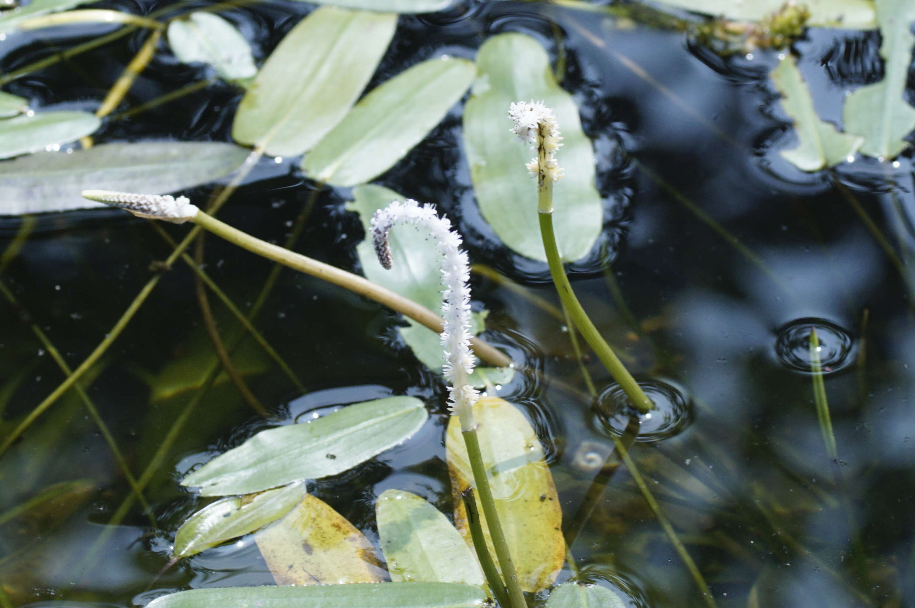 Image of Drifting Sword Plant