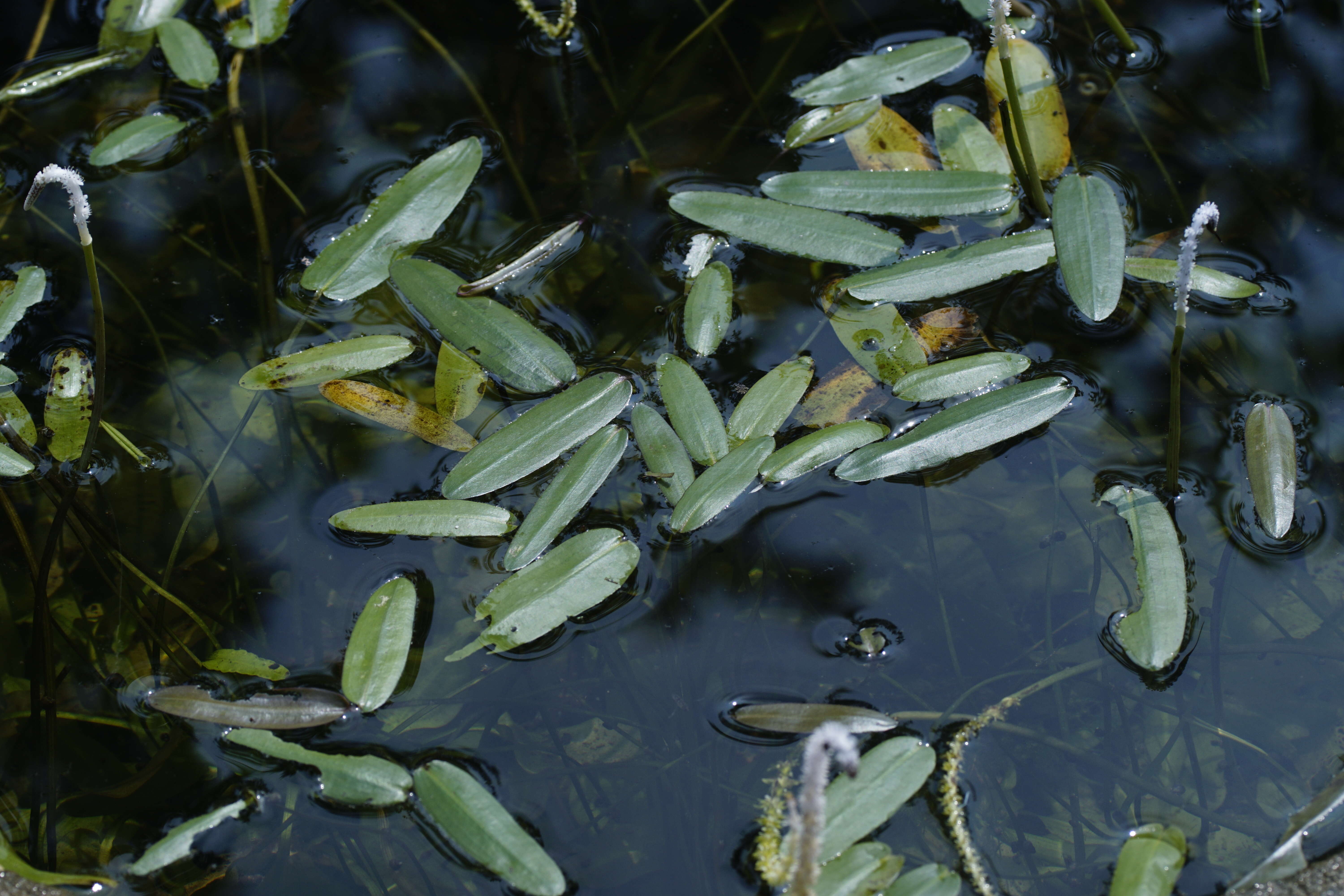 Image of Drifting Sword Plant