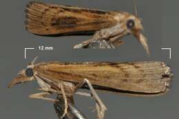 Image of Sod Webworm