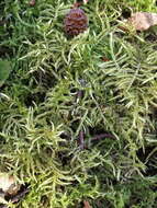 Image of hair-pointed feather-moss