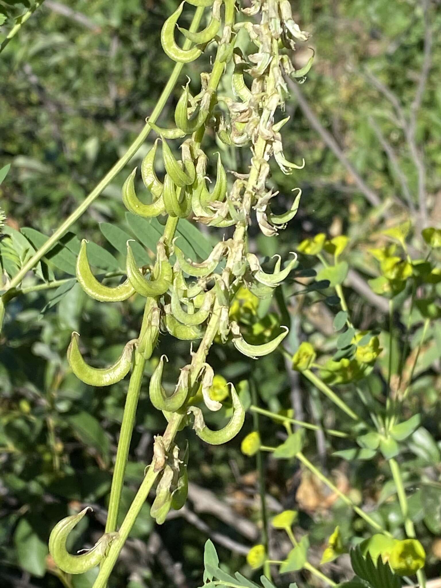 Image of Russian milkvetch