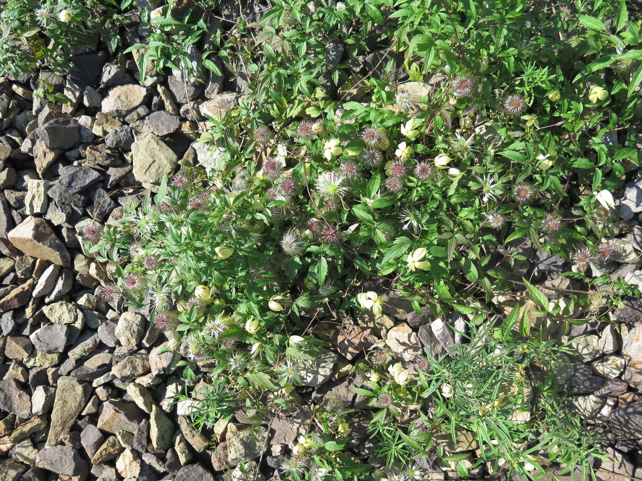 Image of hermitgold clematis