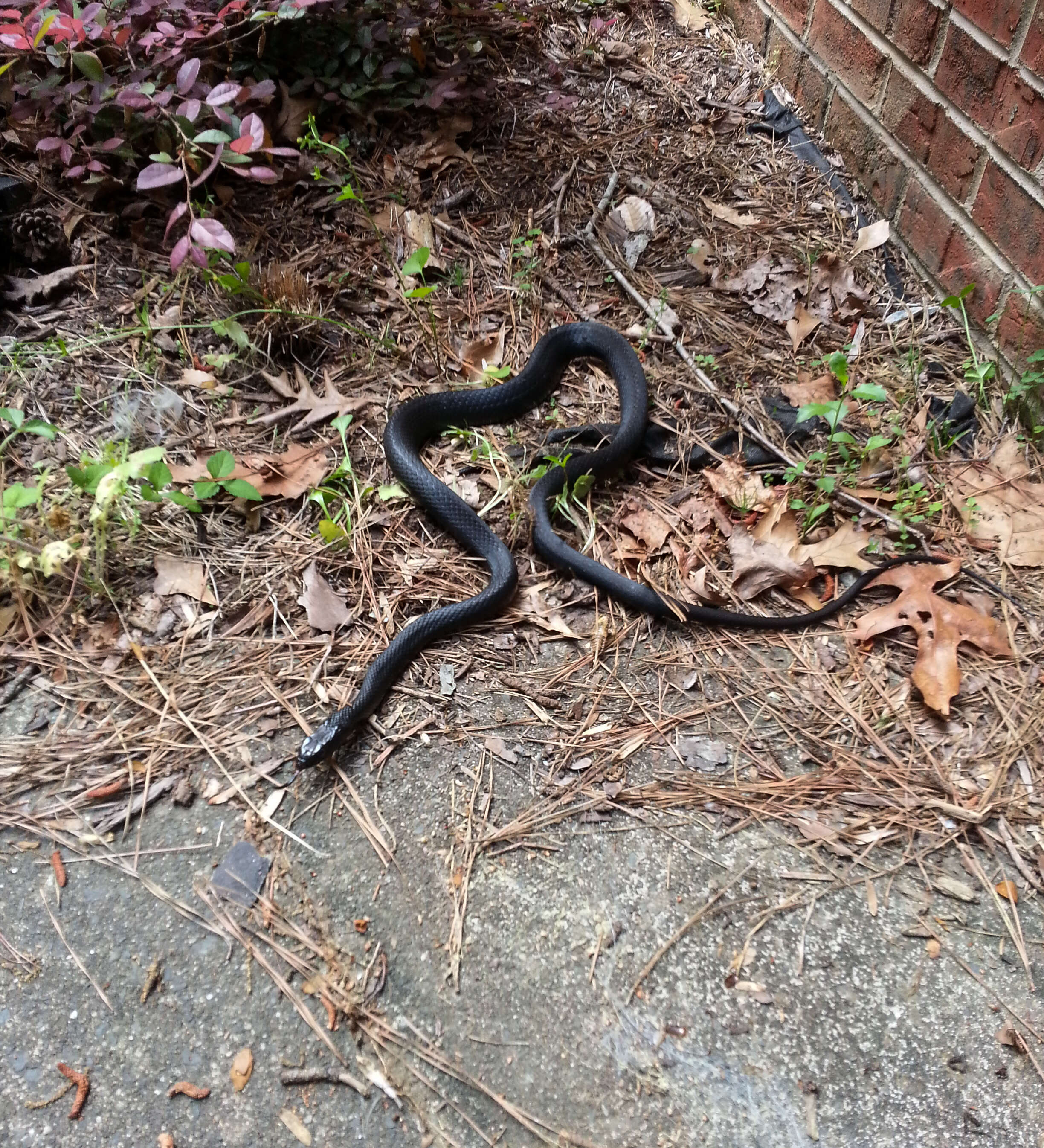 Image of black rat snake