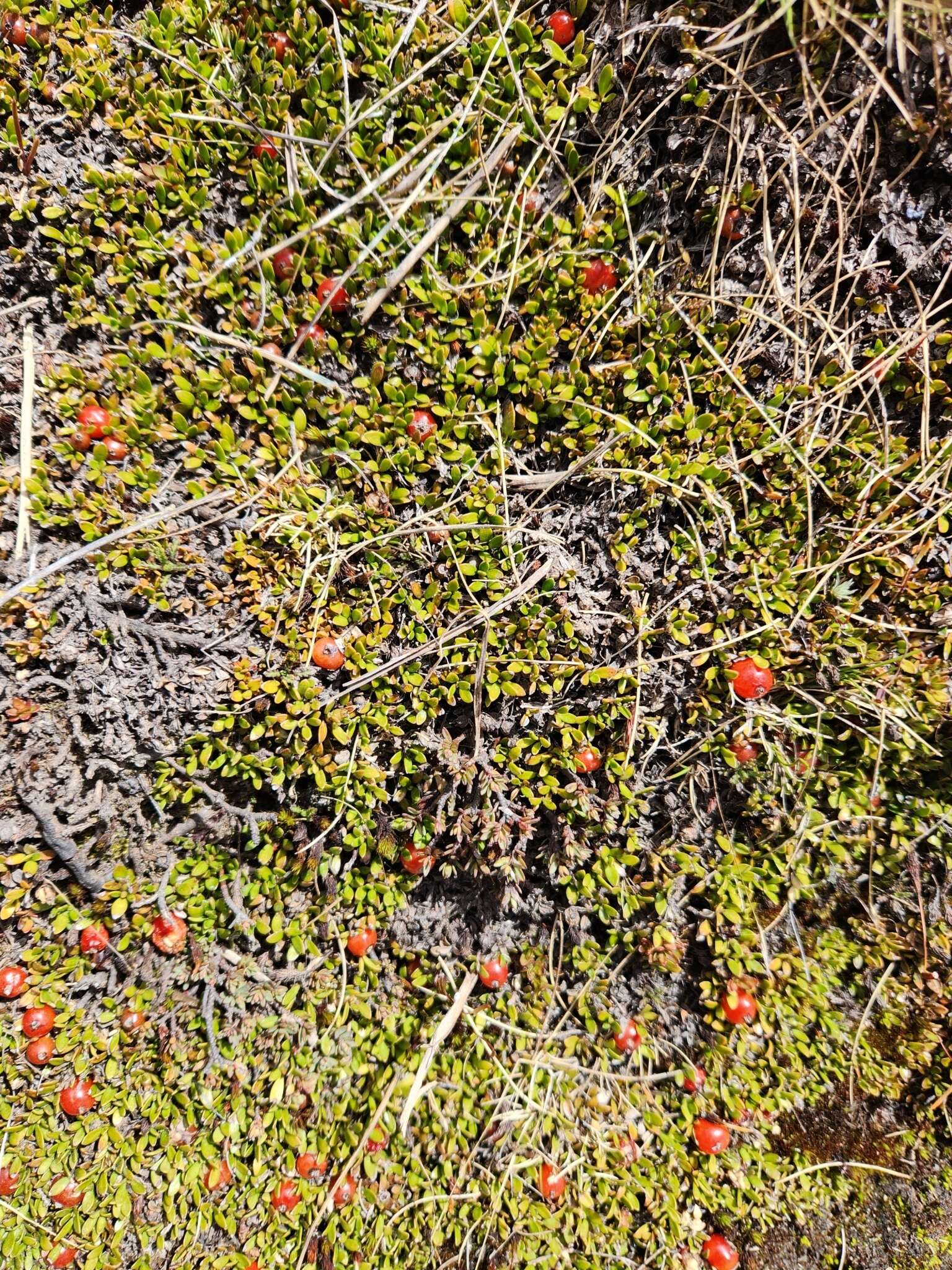 Image of Coprosma niphophila Orchard