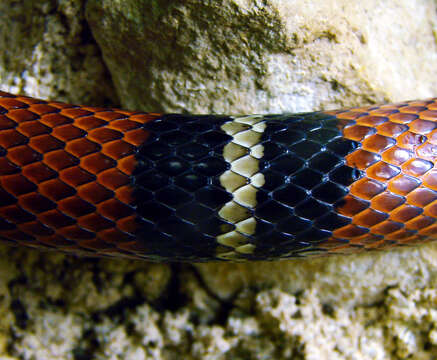 Image of Lampropeltis triangulum nelsoni