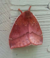 Image of Io Moth