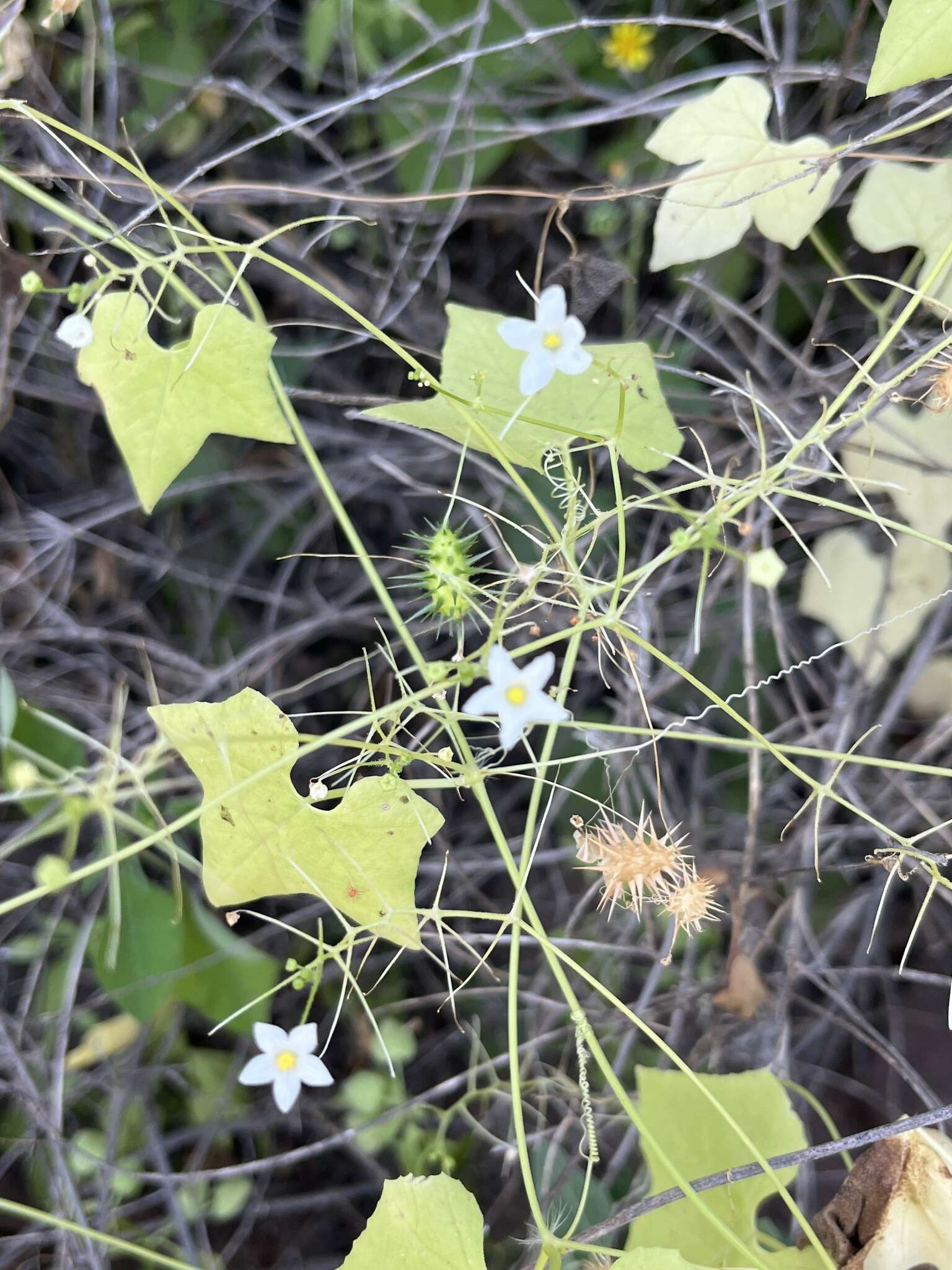 صورة Echinopepon minimus var. peninsularis (Gentry) Stocking